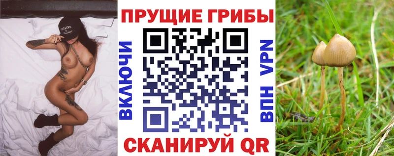 Купить где  Клин  Галлюциногенные грибы GOLDEN TEACHER 